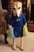 /album/galeria-de-fotos-mundo-animal/animais-11-jpg/